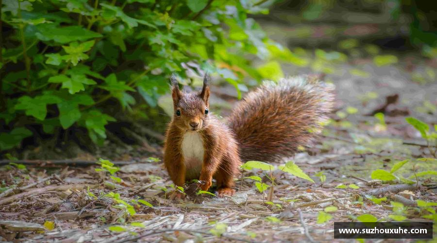 w66新版本热血奔跑，青春绽放